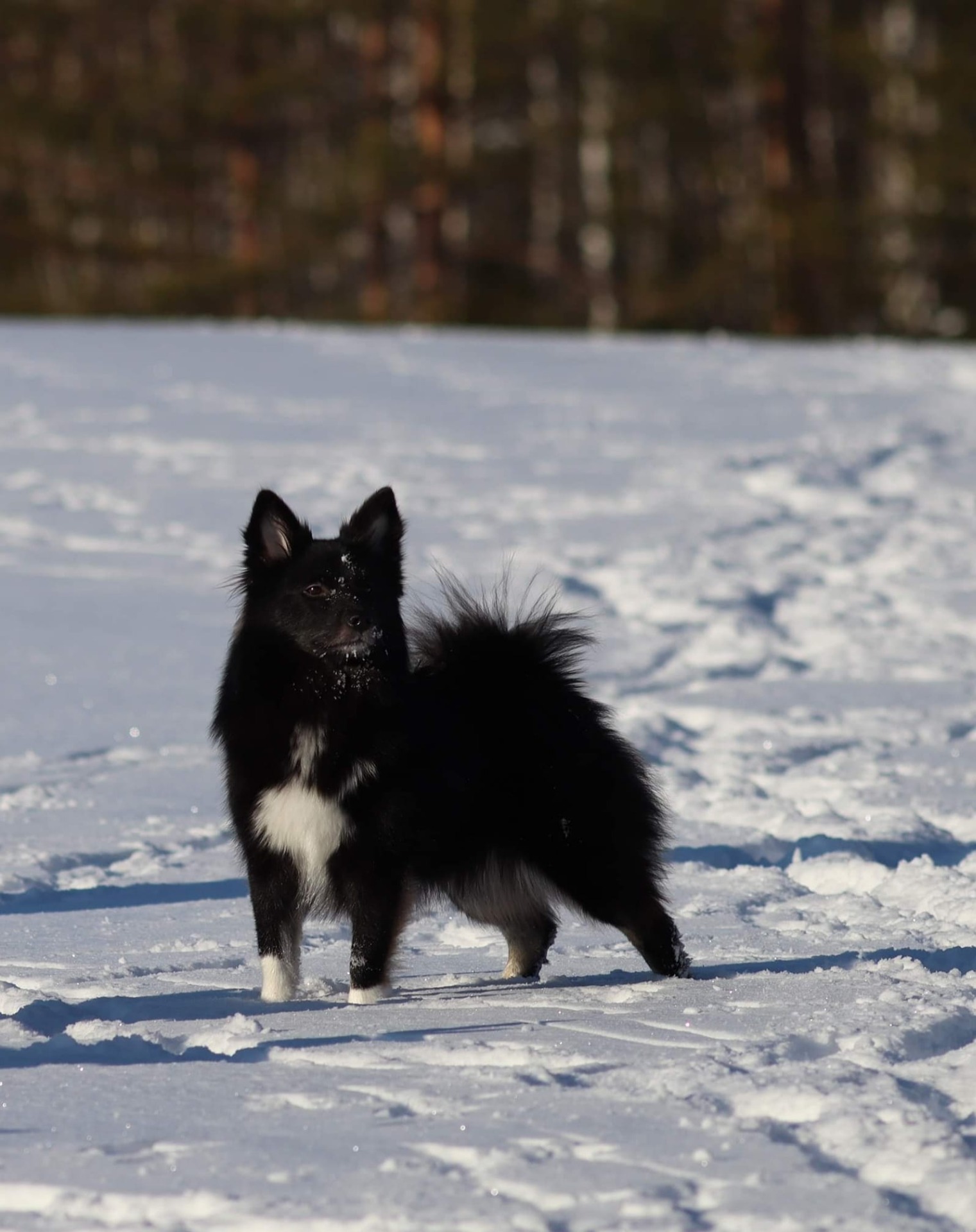 Jääpuikon Snowstar