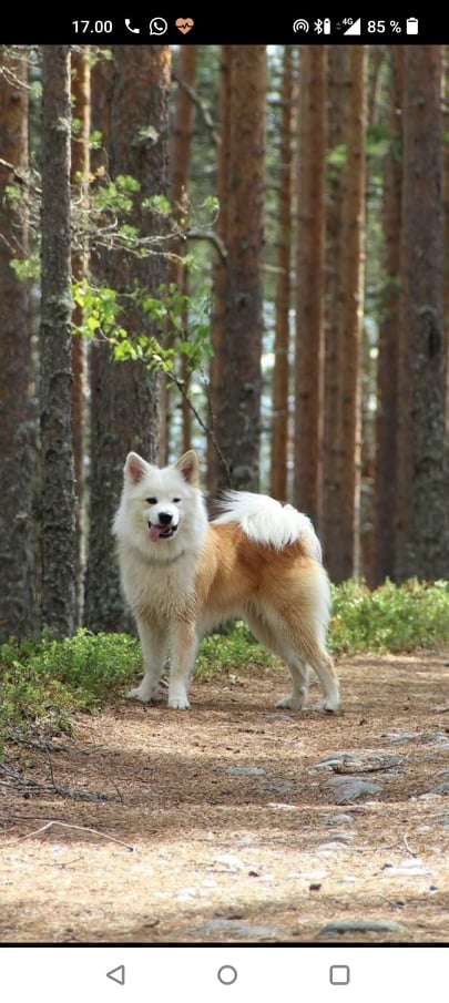 Rastihaukun Prior